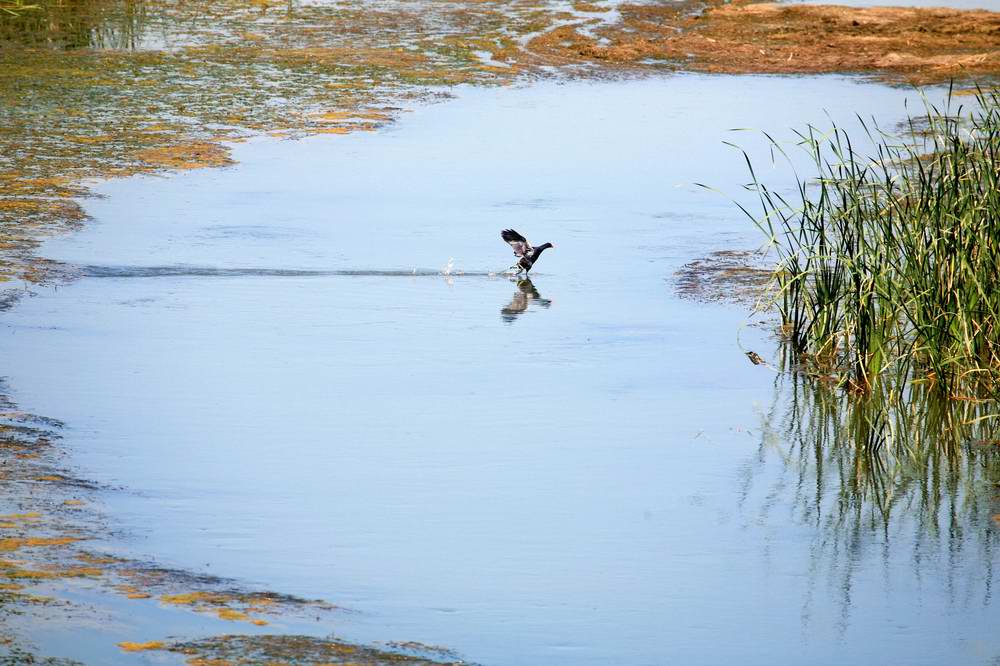 速滑 (大图) 点击还原
