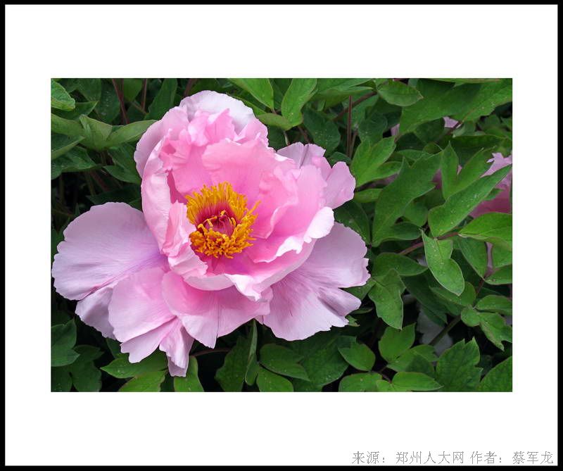 牡丹 (大图) 点击还原