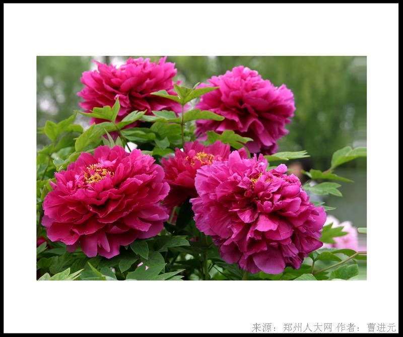 盛开 (大图) 点击还原