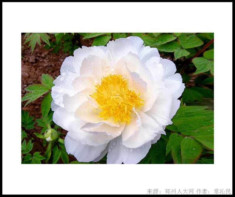 白牡丹 (大图) 点击还原