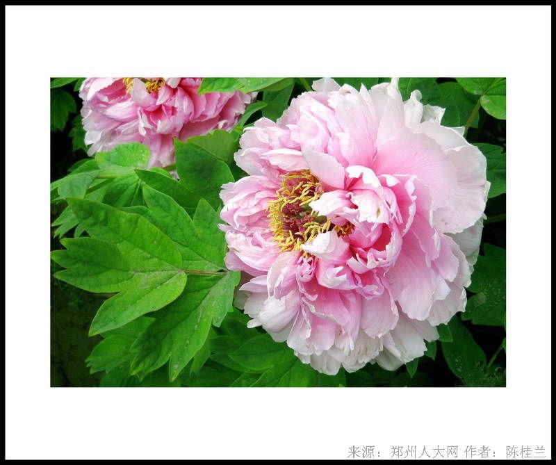 牡丹花开 (大图) 点击还原