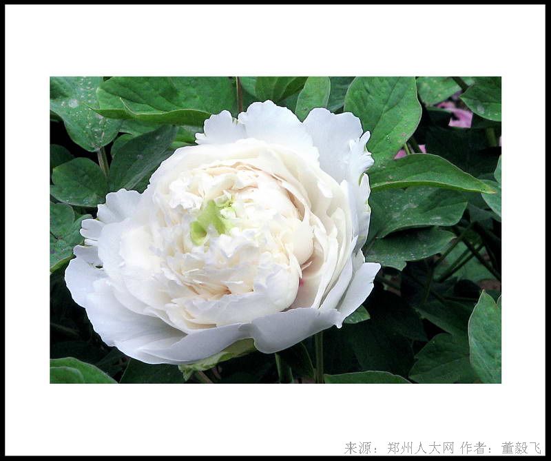 含苞待放 (大图) 点击还原