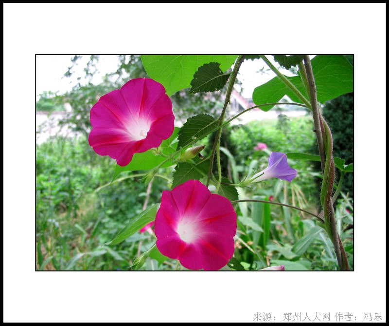 路边野花 (大图) 点击还原