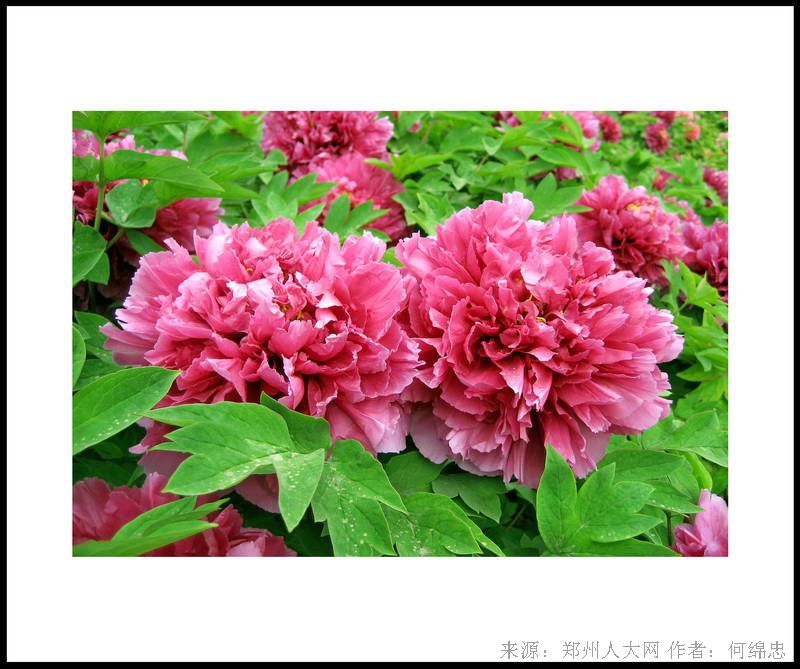 争奇斗艳 (大图) 点击还原