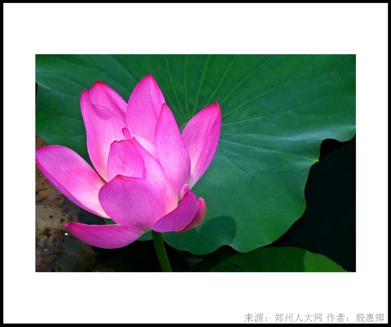 荷花 (大图) 点击还原