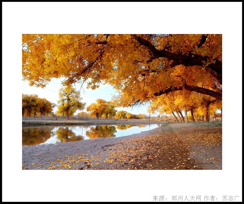 胡杨醉秋图 (大图) 点击还原