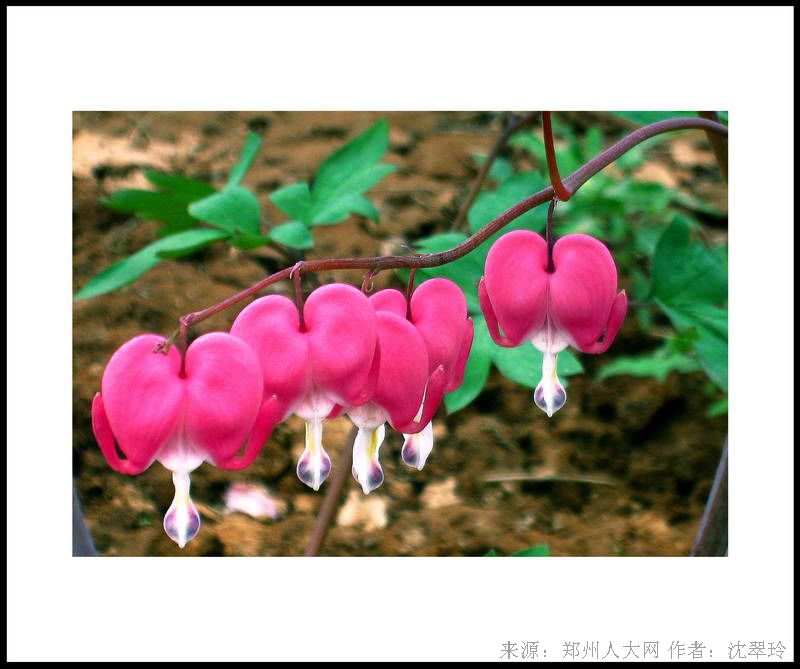 春意盎然 (大图) 点击还原