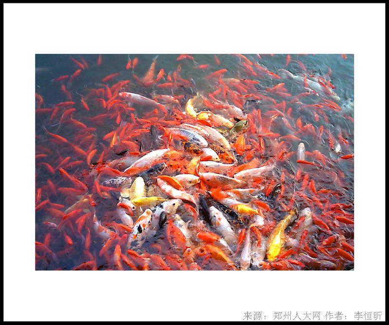 鱼跃 (大图) 点击还原