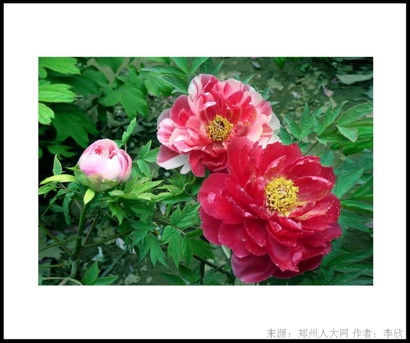 姐妹花 (大图) 点击还原