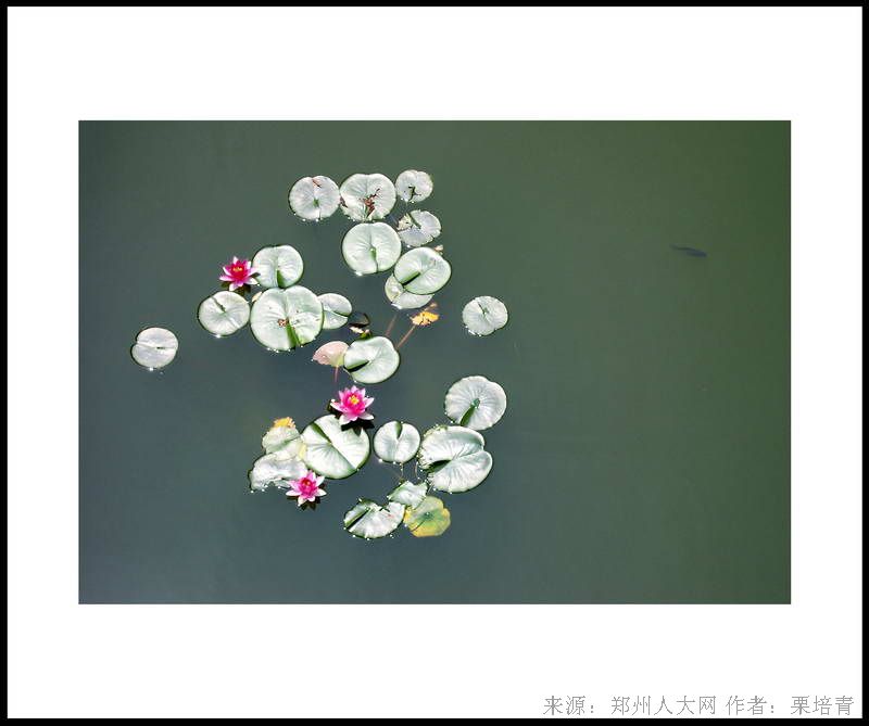 睡莲 (大图) 点击还原