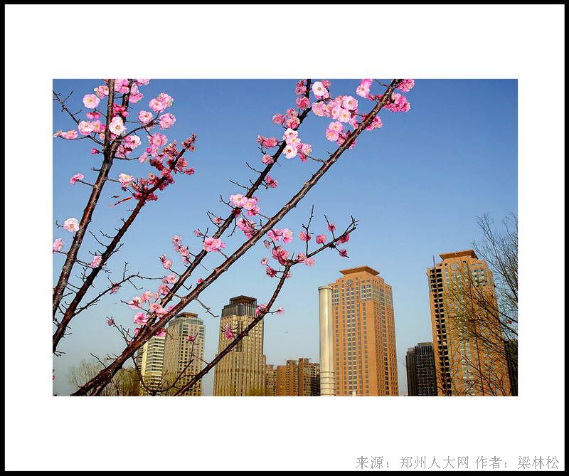 梅花闹新区 (大图) 点击还原