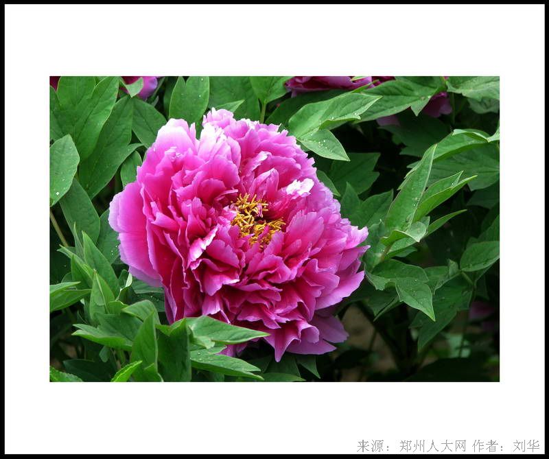 花开的声音 (大图) 点击还原