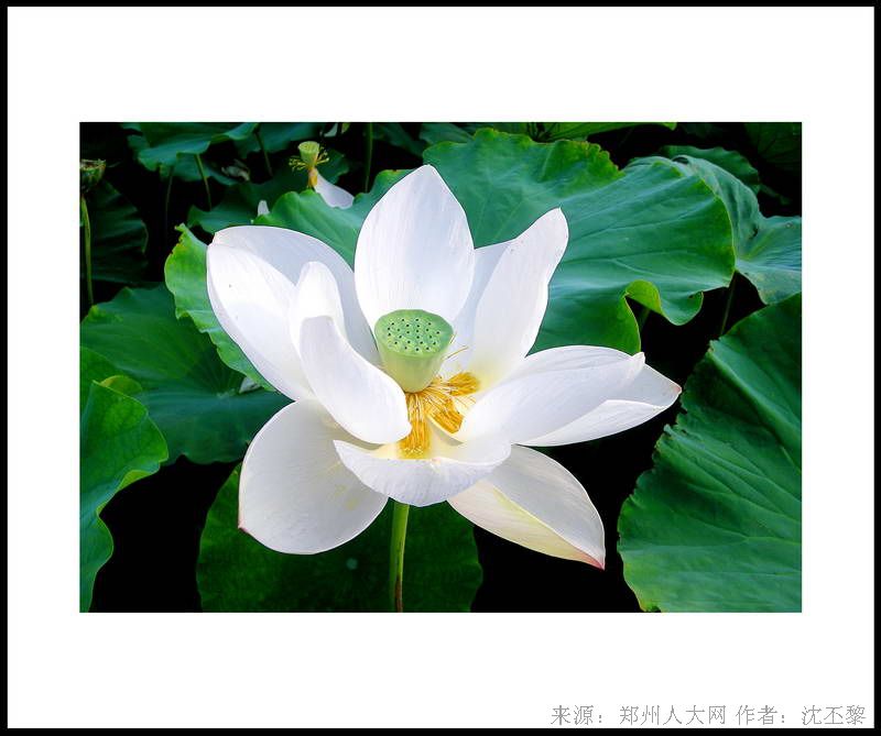 白荷 (大图) 点击还原