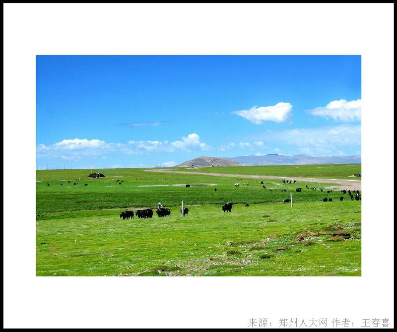 风吹草低现牛羊 (大图) 点击还原