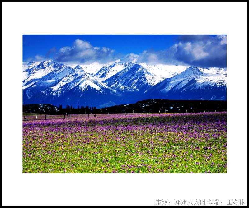 花海 (大图) 点击还原