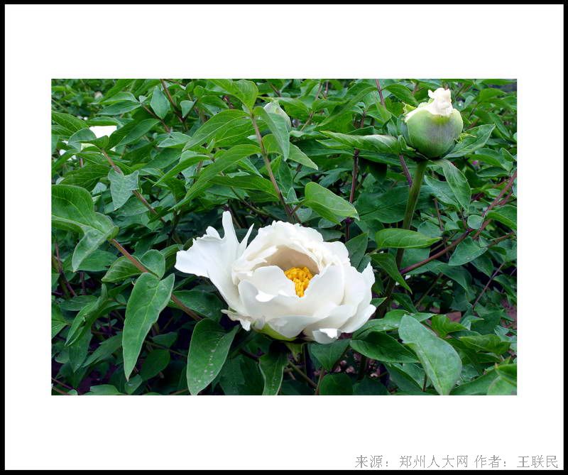 牡丹花开 (大图) 点击还原