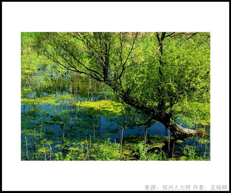 湿地春色 (大图) 点击还原