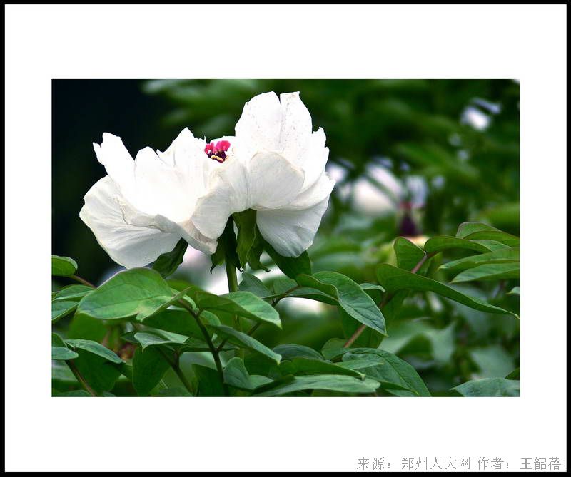 花舞 (大图) 点击还原