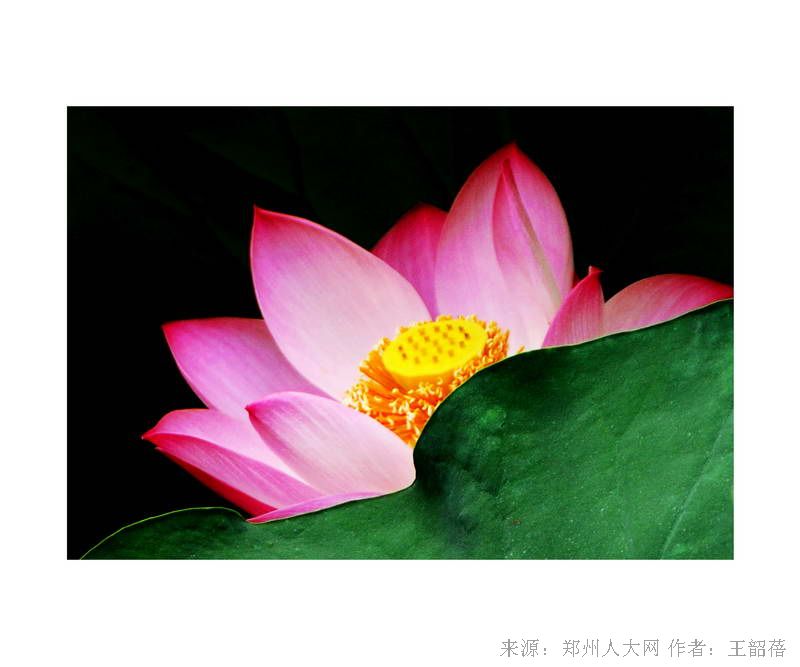 夏荷 (大图) 点击还原