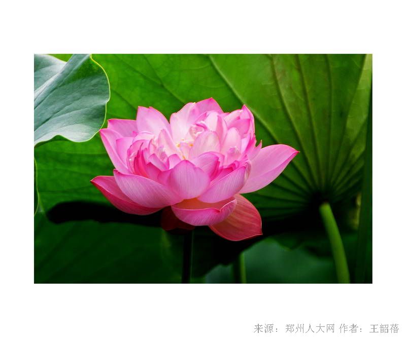 夏荷 (大图) 点击还原