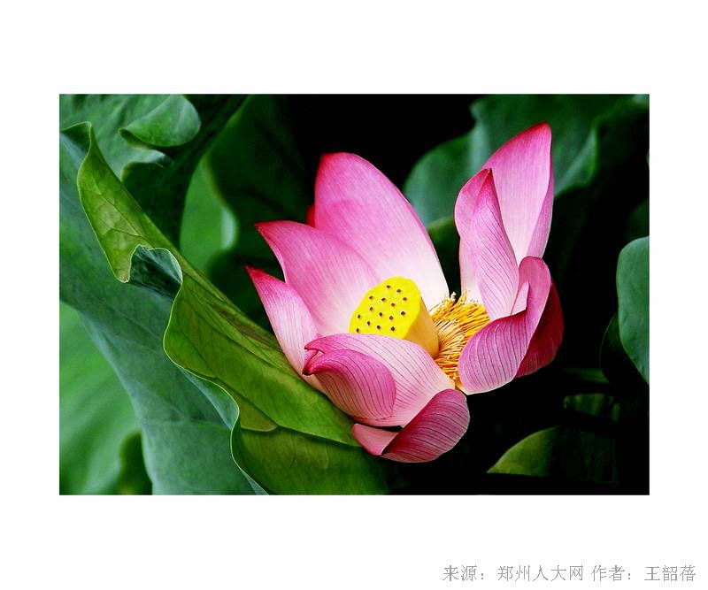 夏荷 (大图) 点击还原