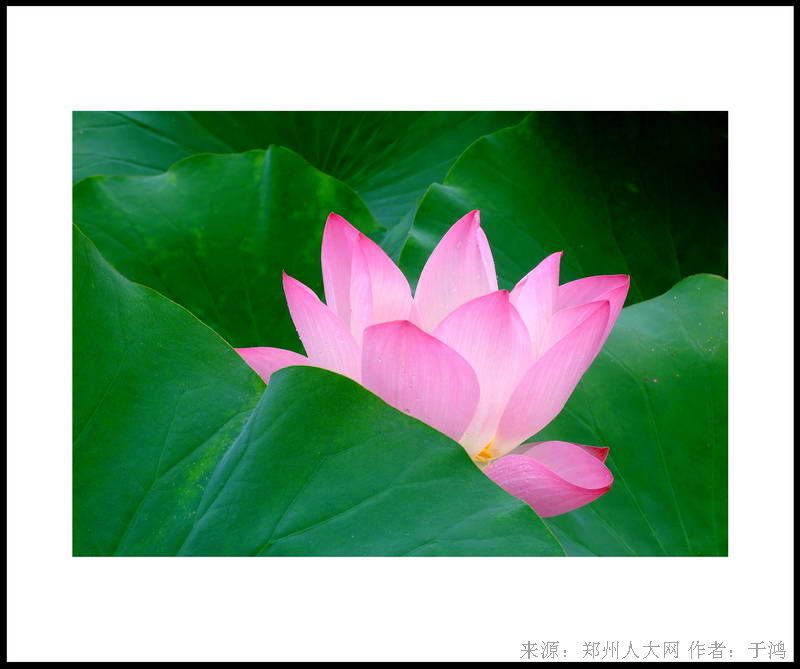雅荷 (大图) 点击还原