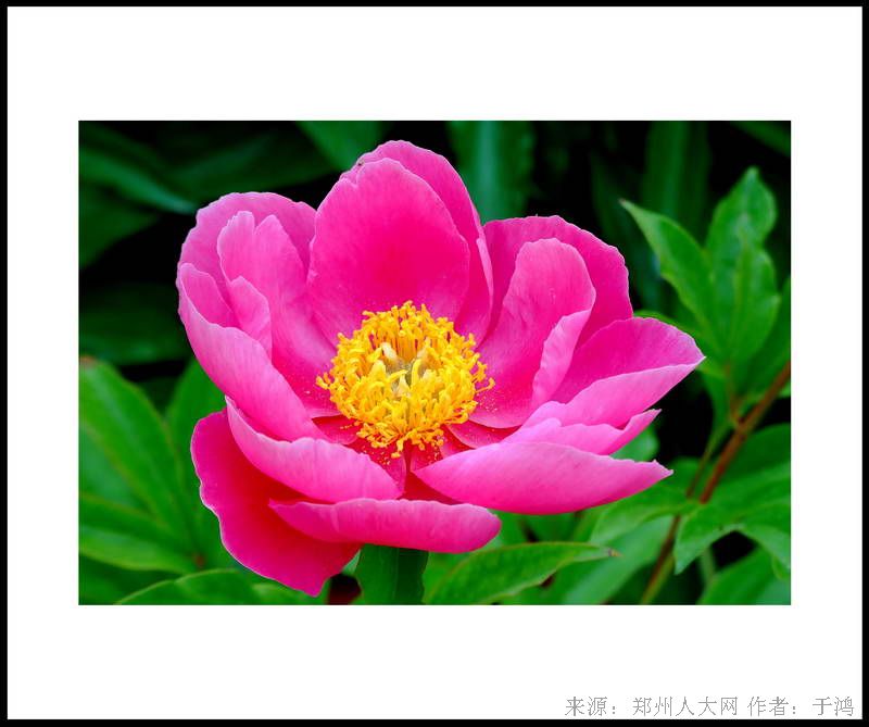 盛开的牡丹 (大图) 点击还原