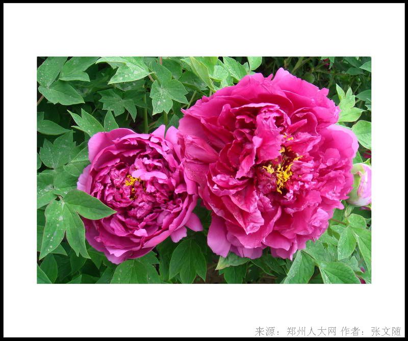 姊妹花 (大图) 点击还原