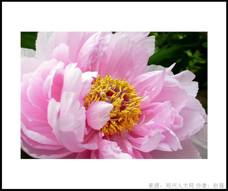 花容月貌 (大图) 点击还原