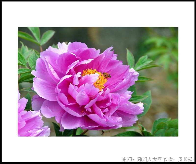 蝶恋花 (大图) 点击还原
