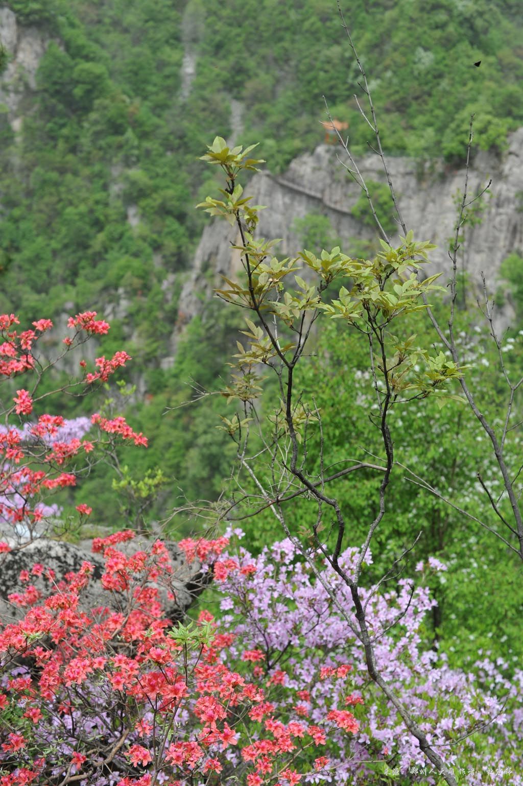 《山花烂漫》 (大图) 点击还原